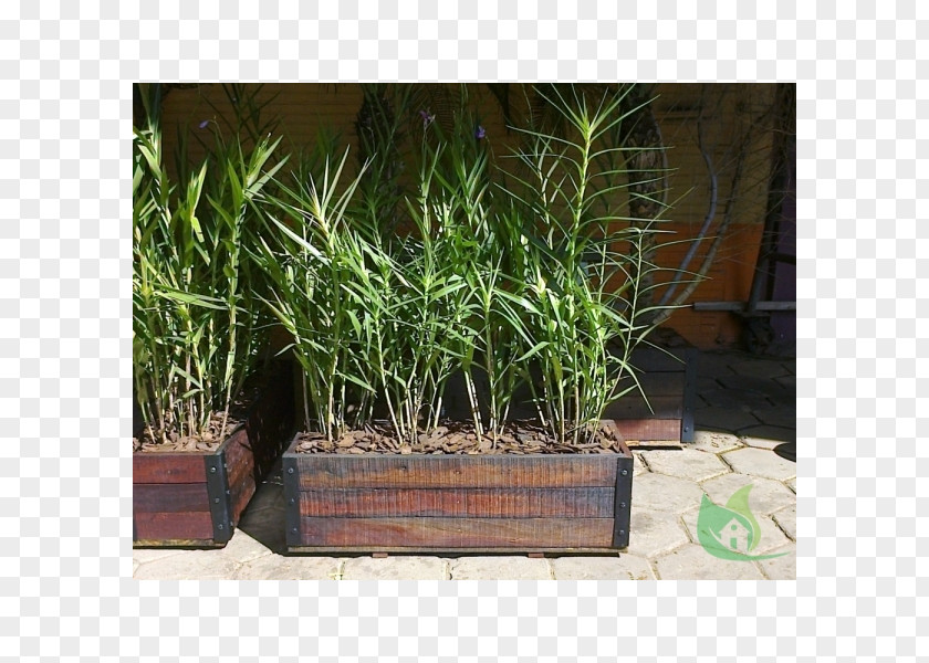 Madeira Tratada Flowerpot Property Grasses Houseplant Herb PNG