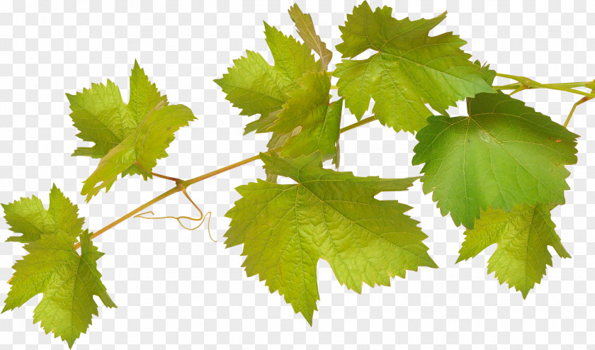 Photograph Common Grape Vine Wine Leaves Viticulture PNG