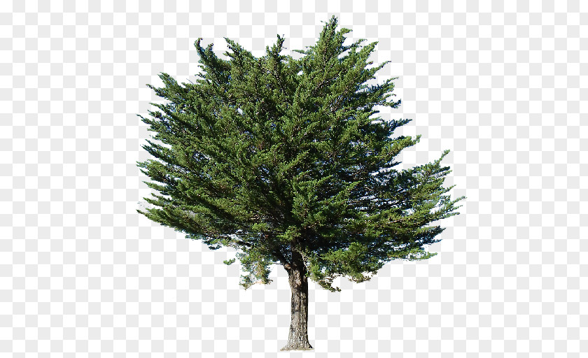 Pine Tree Fir Populus Nigra PNG