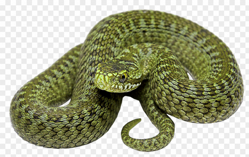 Snake Rattlesnake Vipers PNG