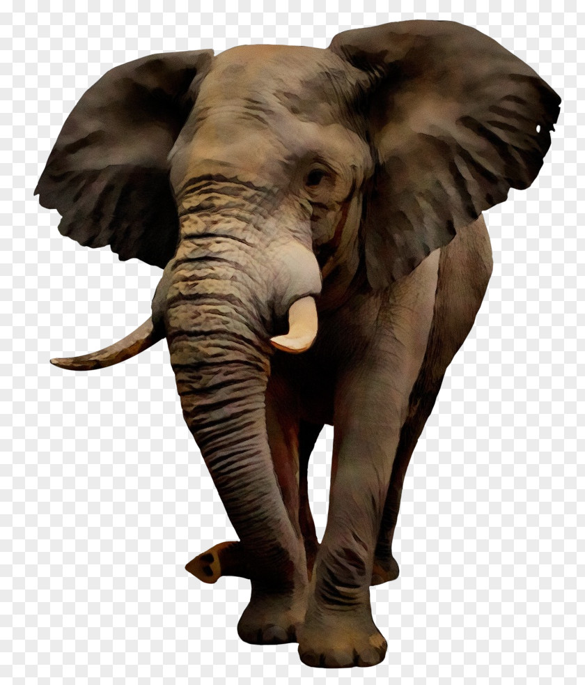 African Bush Elephant Indian Image PNG