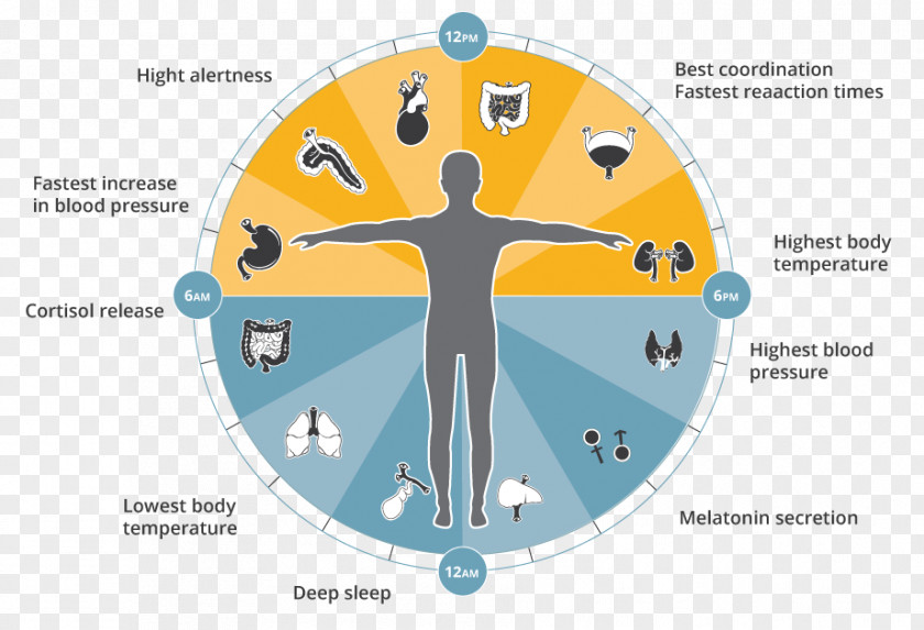 Change Your Life Chronobiology Sleep Organism Clock Genetics PNG