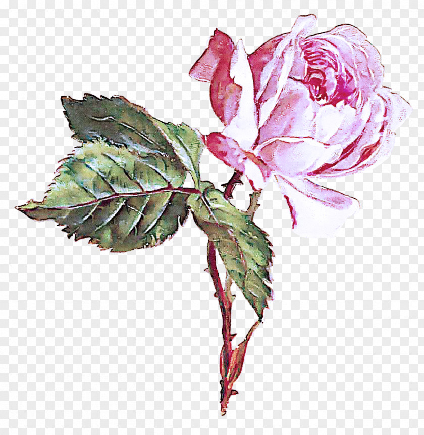 Garden Roses PNG