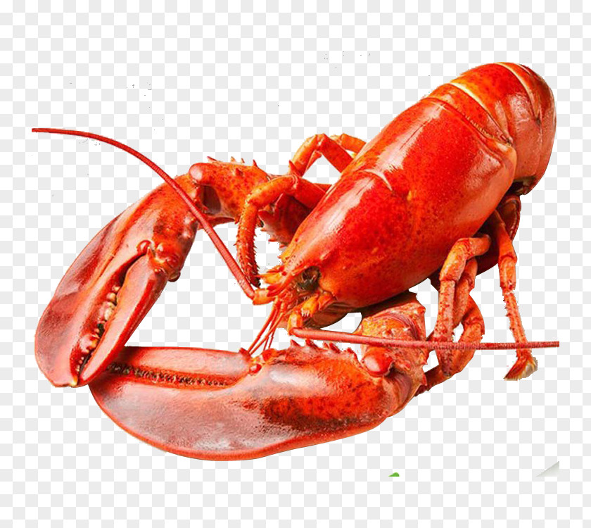 Lobster Singapore Seafood Black Pepper Crab PNG pepper crab, Australian lobster clipart PNG
