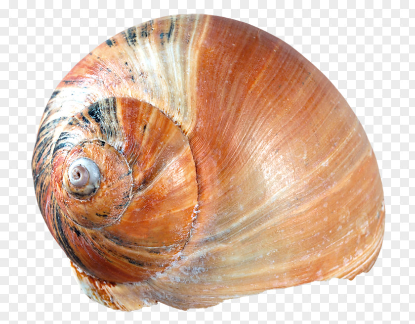 Seashell Cockle Oyster Clam Mussel PNG