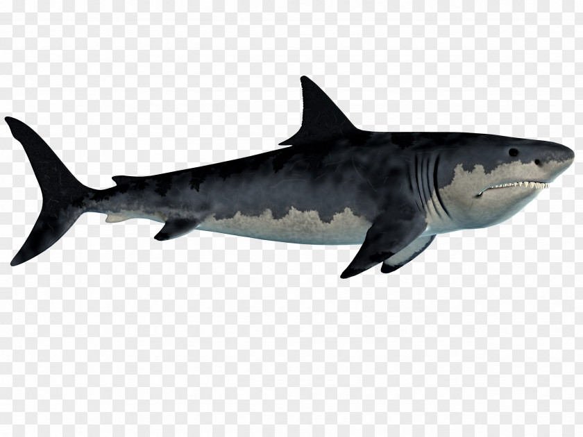 Sharks Fish Tiger Shark Requiem Great White Chondrichthyes PNG