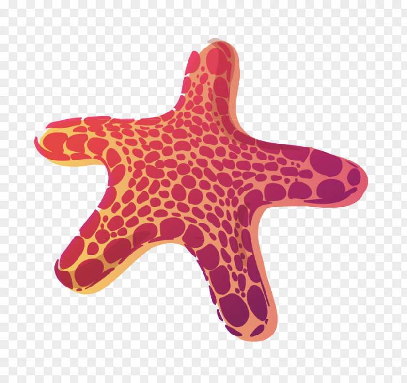 Starfish Vector PNG