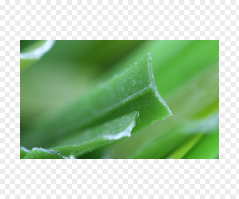 Artificial Grass Close-up PNG