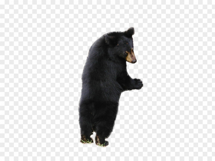 Bear American Black Polar PNG