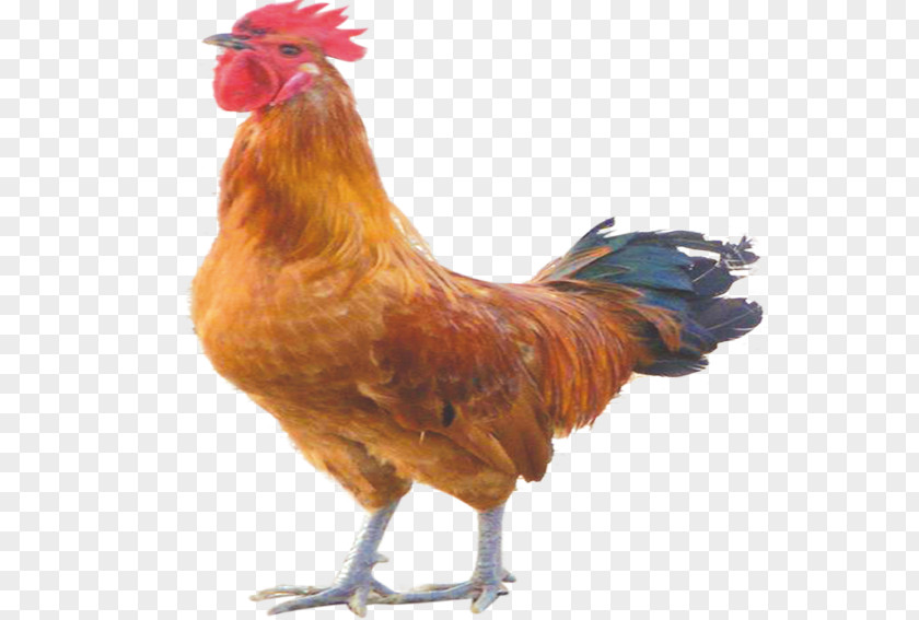 Cock Crow Rooster Chicken Bird PNG