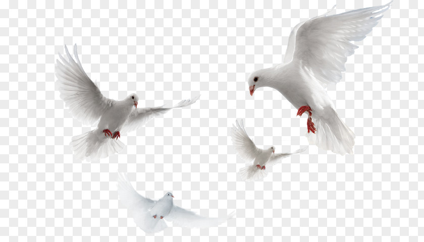 Dove Bird Columbidae Domestic Pigeon Clip Art Psd PNG