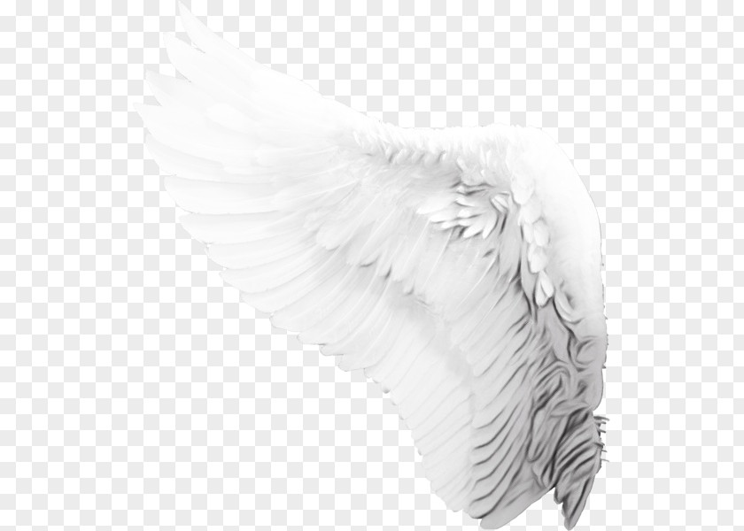 Headgear Quill Angel Cartoon PNG