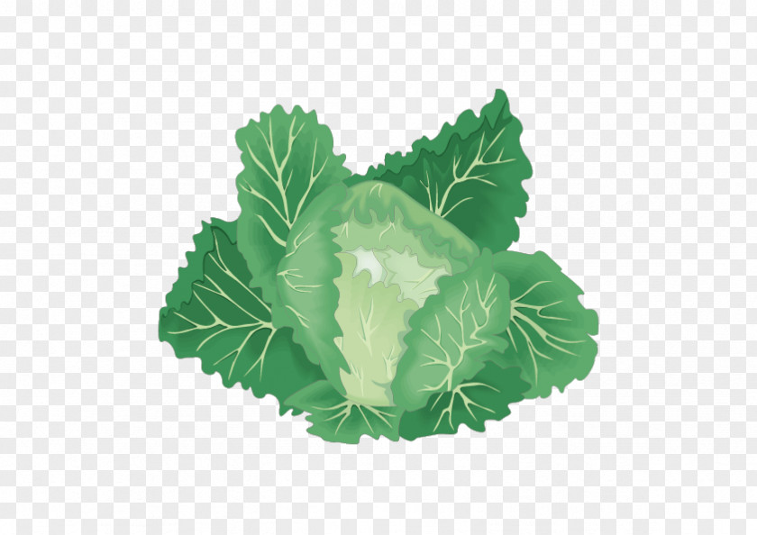 Jade Cabbage Leaf Vegetable Organic Food PNG
