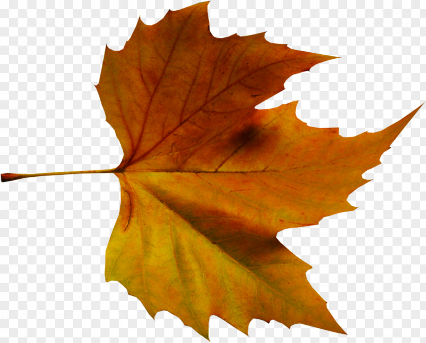 Leaf Maple Paginas Soltas Ao Vento: Poesia E Pensamentos Autumn Color PNG
