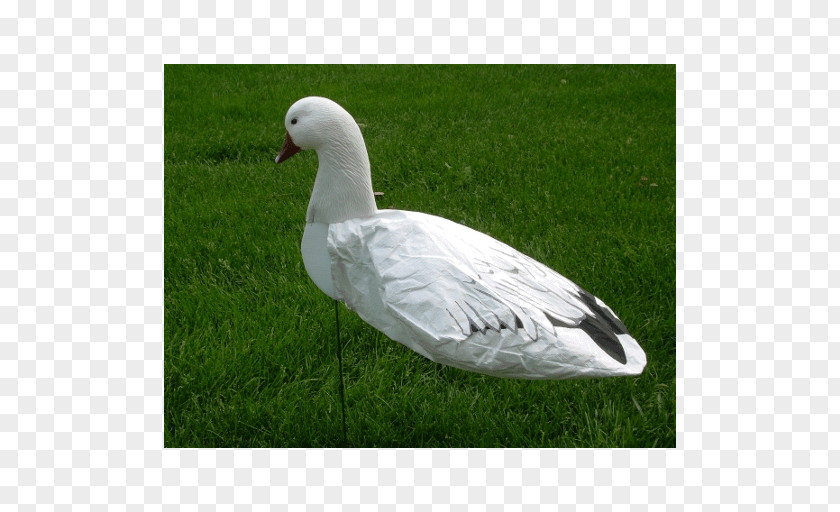 Snow Goose Duck Cygnini Decoy PNG