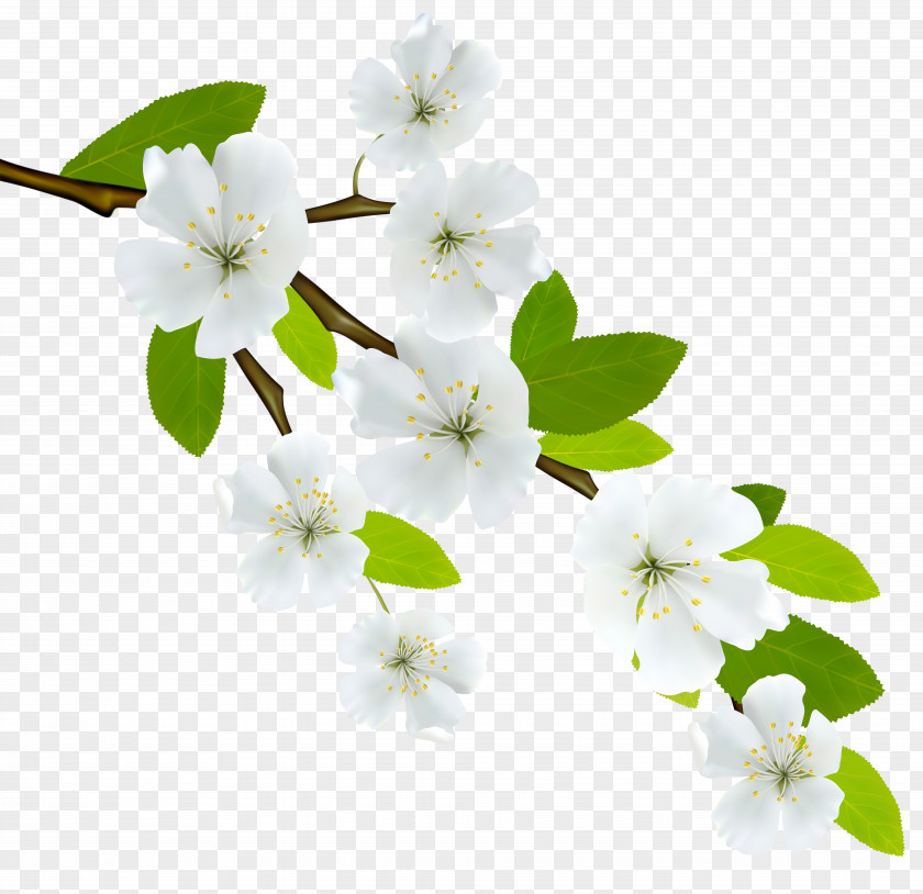 White Flowers Flowering Dogwood Branch Clip Art PNG