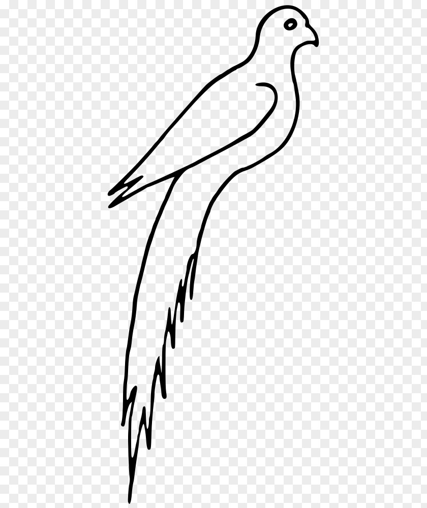 Bird Beak Frigatebird Clip Art PNG