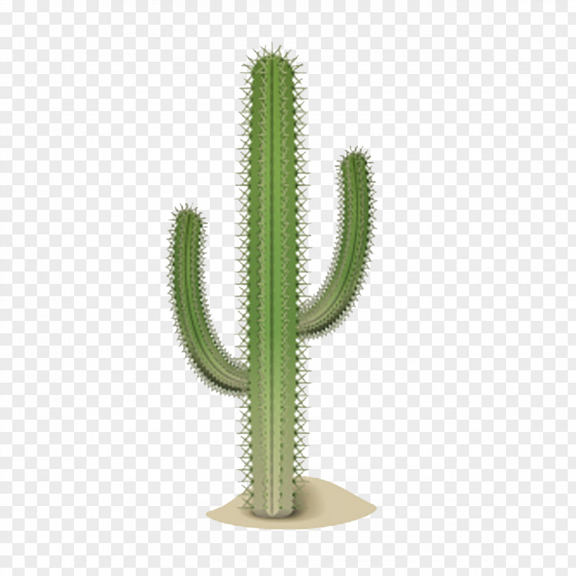 Cactus Cactaceae Google Images Desert Download PNG