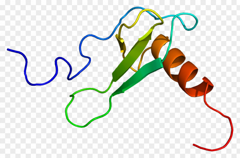 CCL11 Eosinophil Chemotaxis Factores Quimiotácticos De Los Eosinófilos Eotaxin PNG