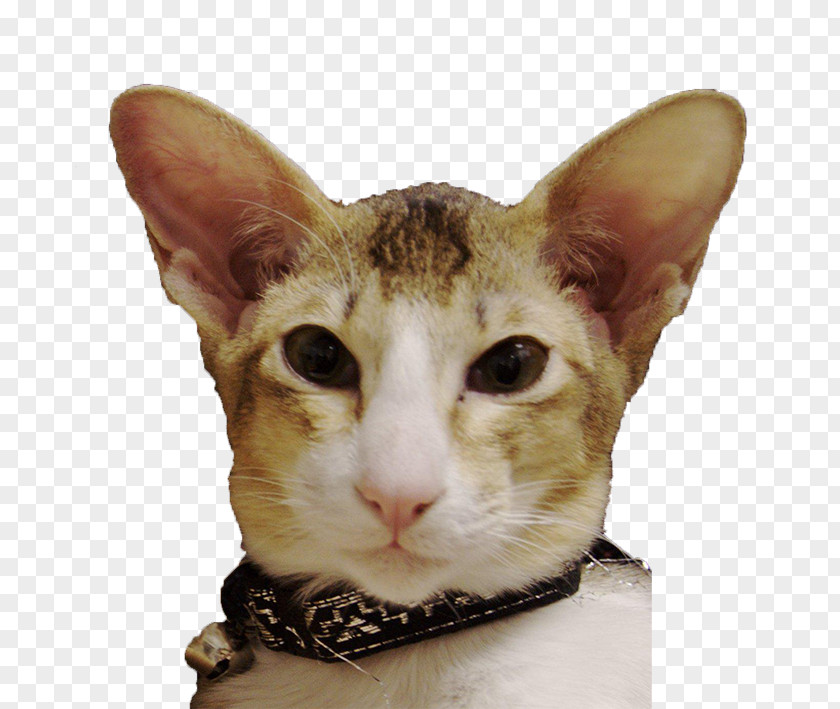 Oriental Shorthair German Rex European Cornish Whiskers PNG