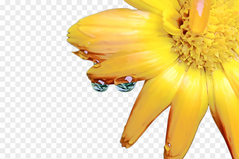 Wildflower Sunflower Marigold Flower PNG