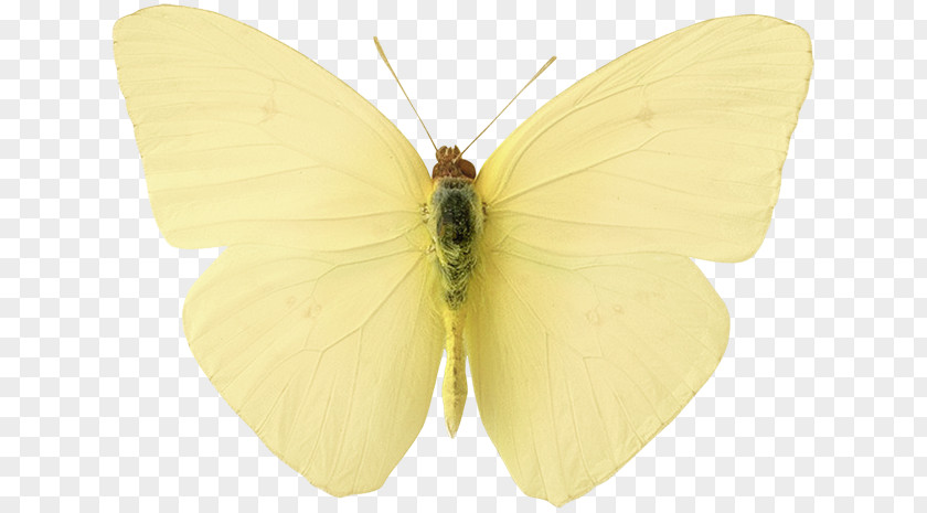 Yellow Aesthetic Niche Silkworm Brush-footed Butterflies Gossamer-winged Butterfly Pieridae PNG