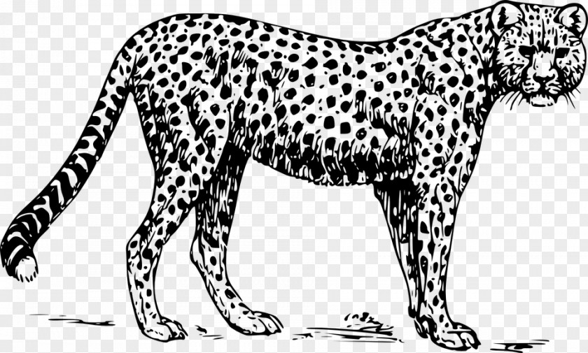 Cheetah Leopard Clip Art PNG