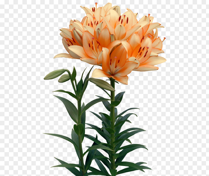 Flower Lilies Clip Art PNG