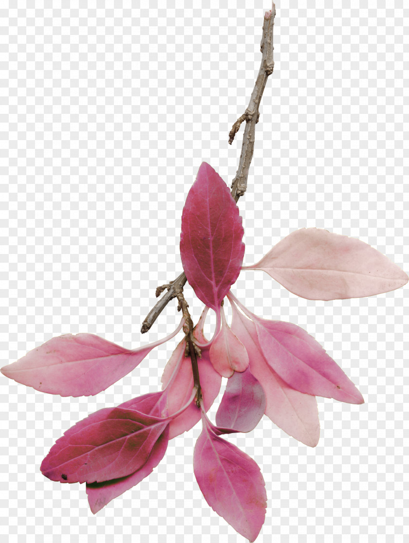 In Fall Flower Branch Photography Clip Art PNG