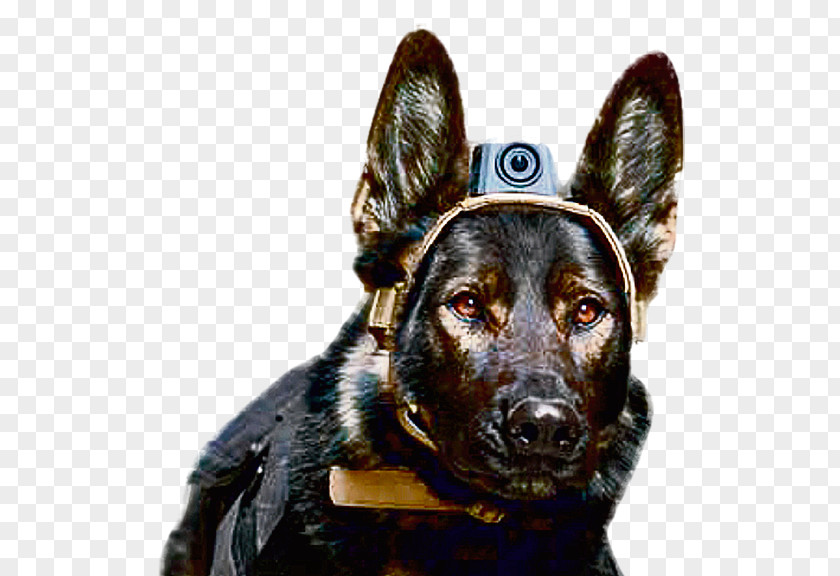 Military German Shepherd Kunming Wolfdog Australian Kelpie Dogs In Warfare Dog Breed PNG