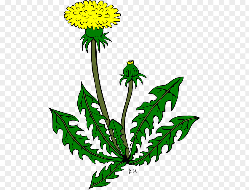 Plant Cartoon Common Dandelion Drawing Clip Art PNG