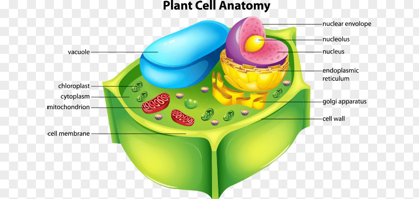 Plant Cell Cèl·lula Animal PNG