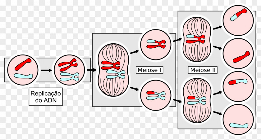 Sexpositive Movement Meiosis Cell Division Mitosis Haploid PNG