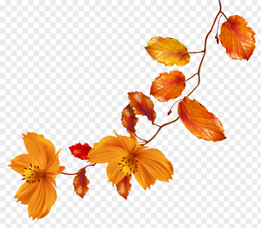 Autumn Leaves Flower Clip Art PNG