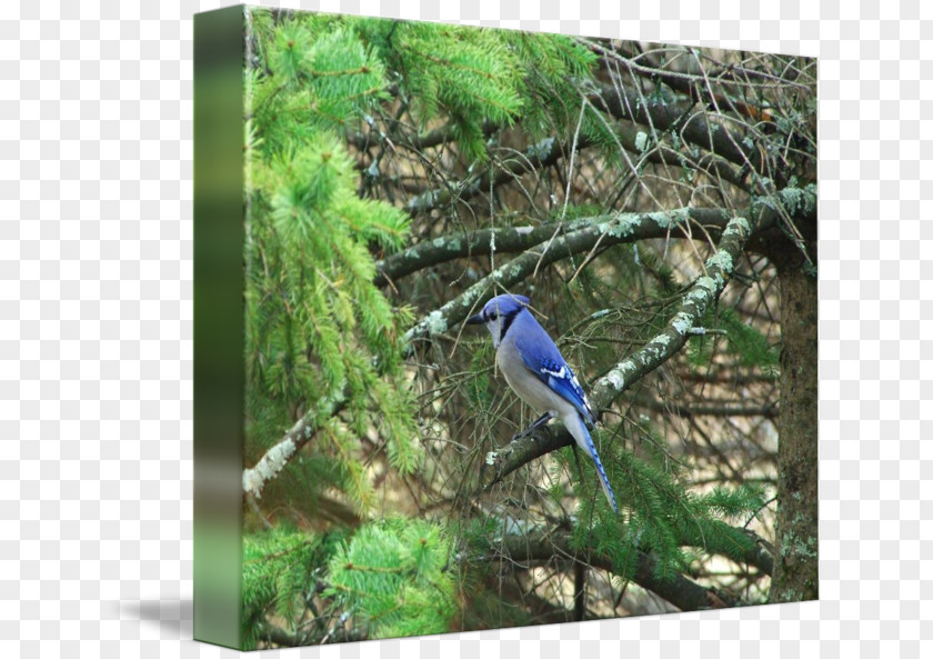 Blue Jay Fauna Flora Ecosystem Gallery Wrap PNG