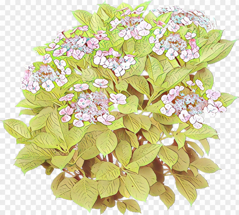 Bouquet Cornales Flower Plant Flowering Lilac Hydrangeaceae PNG