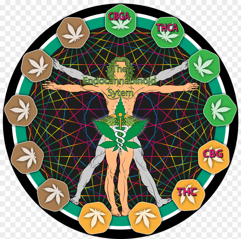 Cannabis Leonardo Da Vinči Endocannabinoid System Cannabigerol Cannabinol PNG