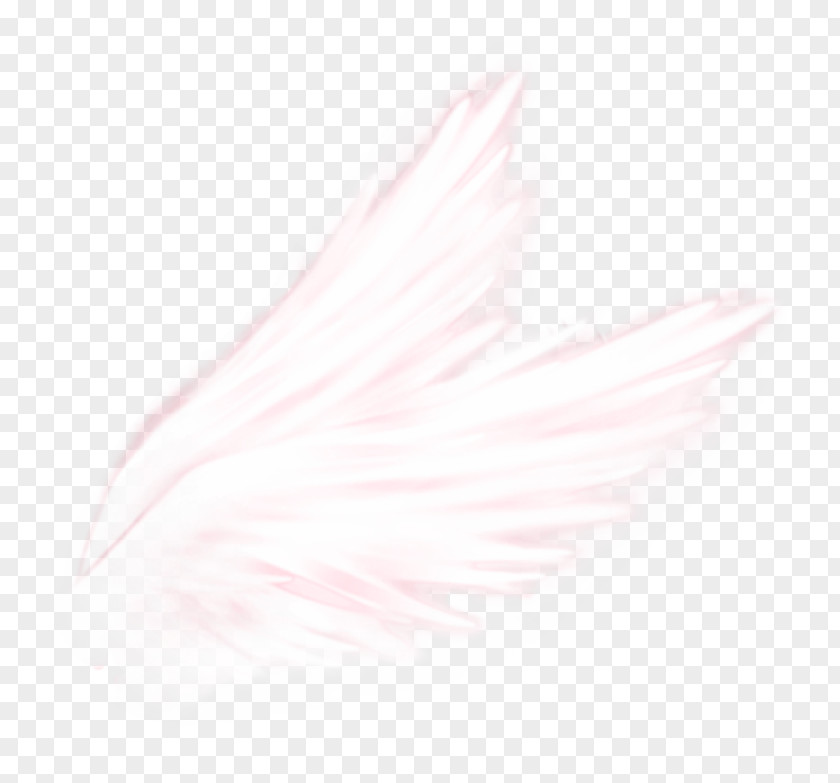 Feather Close-up Pink M PNG