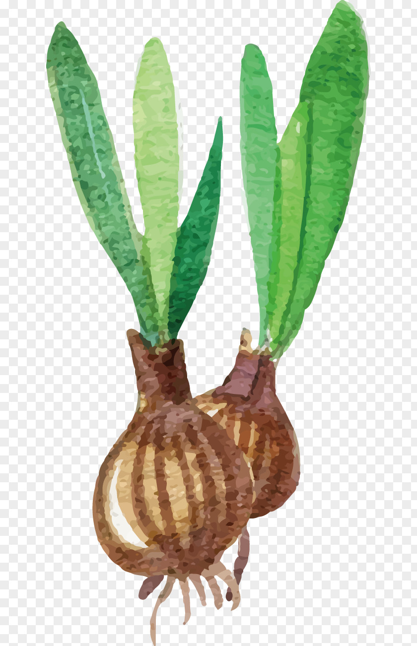 Garlic Euclidean Vector PNG