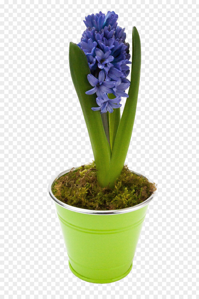 Hyacinth Flower Houseplant Hyacinthus Orientalis Floraison PNG