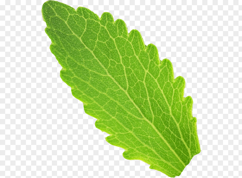 Leaf Spring Greens Herbalism Acid Gras Omega-3 Omega-6 Fatty PNG