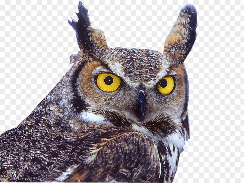 Owl Great Horned Bird Eastern Screech Eurasian Eagle-owl PNG