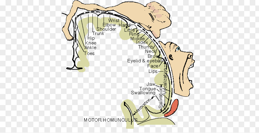 Primary Motor Cortex Cortical Homunculus Cerebral Brain Mapping Somatosensory System PNG