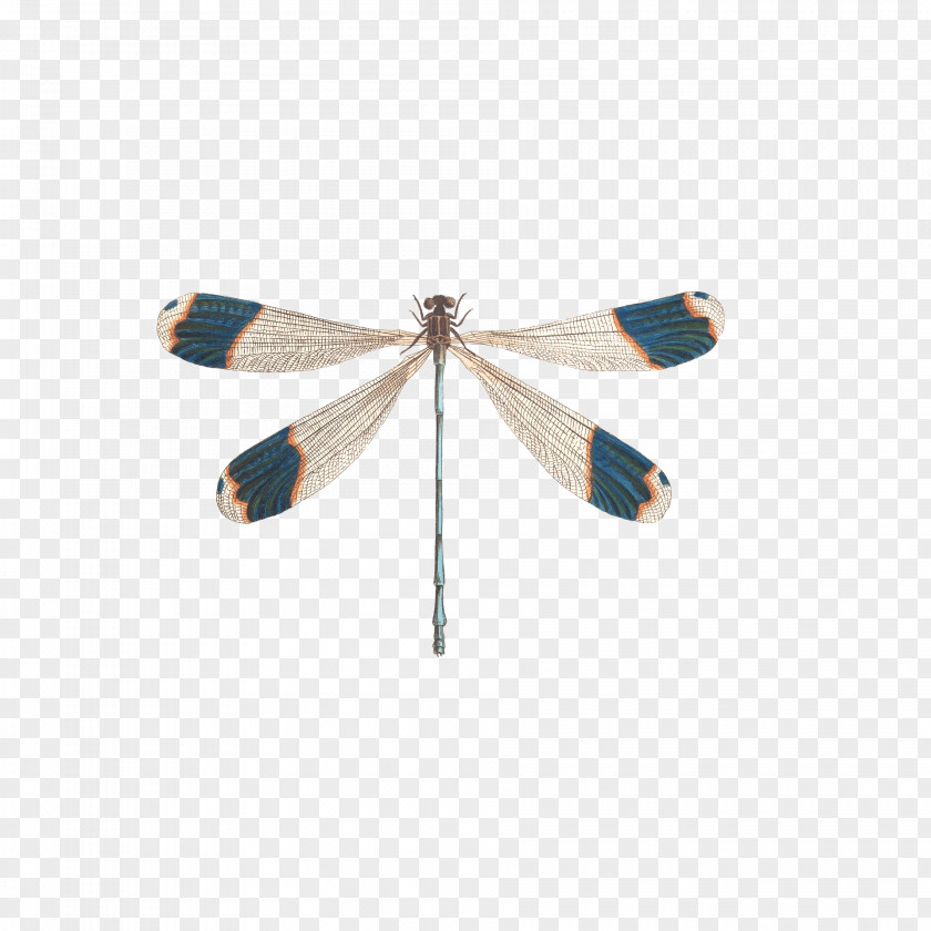 Small Dragonfly Insect Illustration PNG
