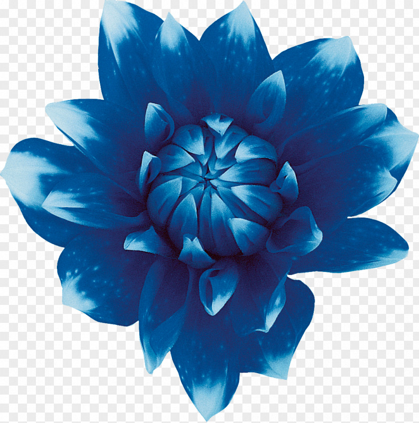 Blue Flower Sweet Flowers Red PNG