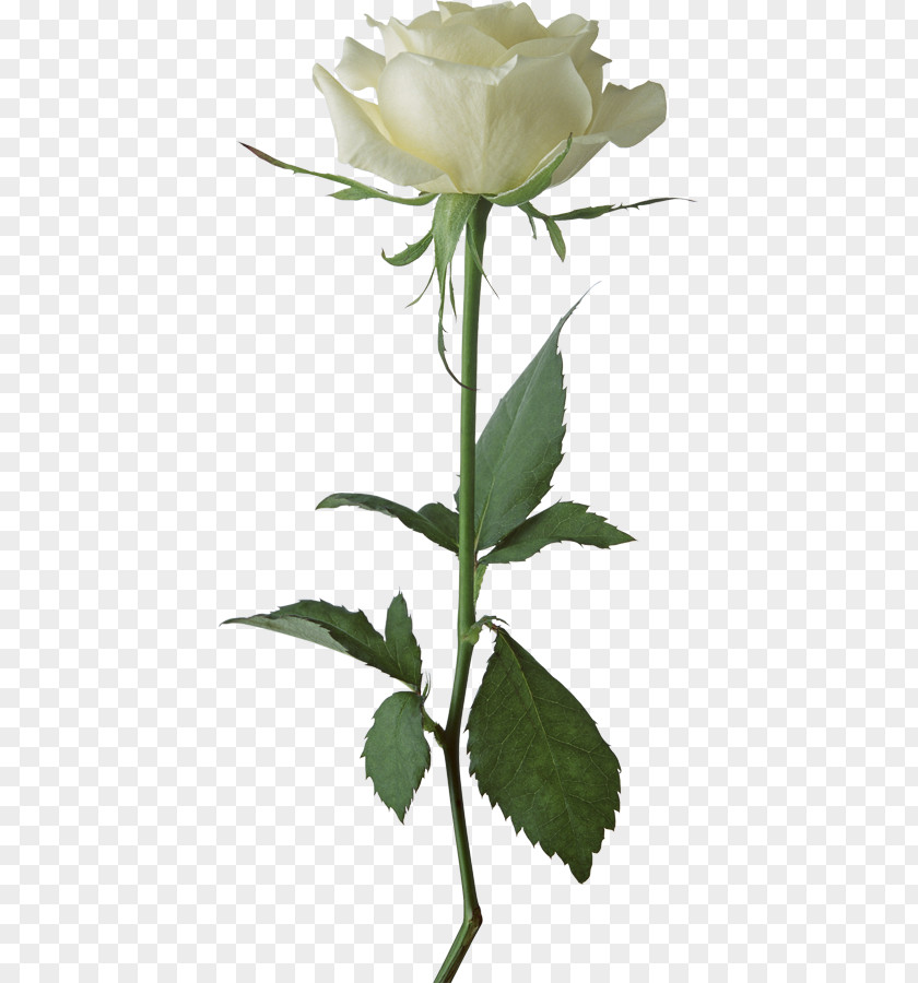 Flowerhead Clip Art Rose Image Transparency PNG