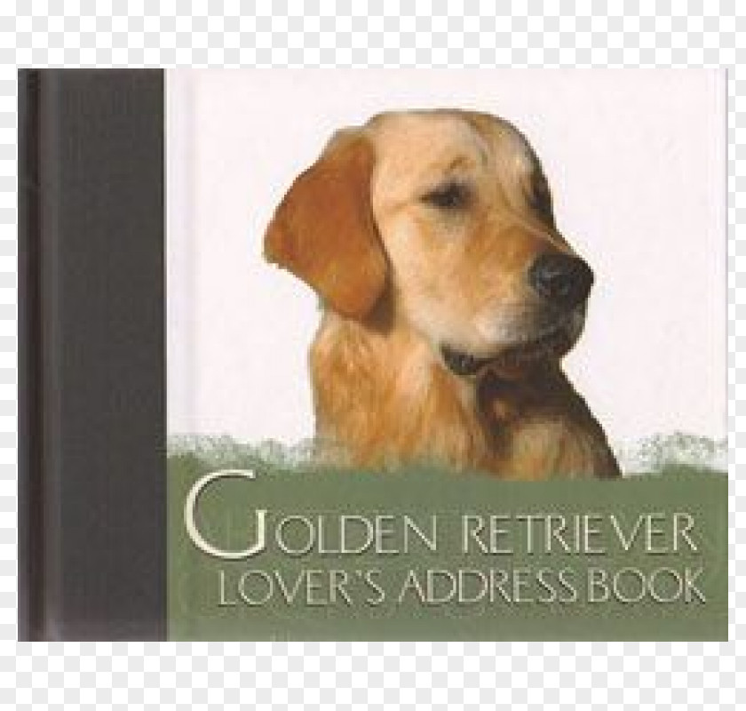 Golden Retriever Labrador Puppy Dog Breed Broholmer PNG