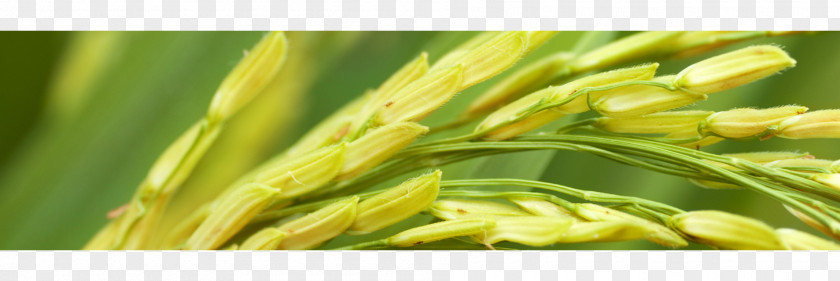 Rice Stock Photography Industry Paddy Field Agriculture PNG