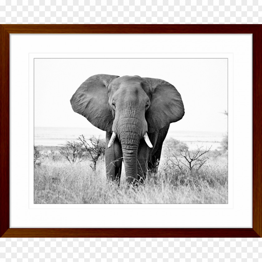 African Prints Indian Elephant Wildlife Elephantidae Tusk PNG