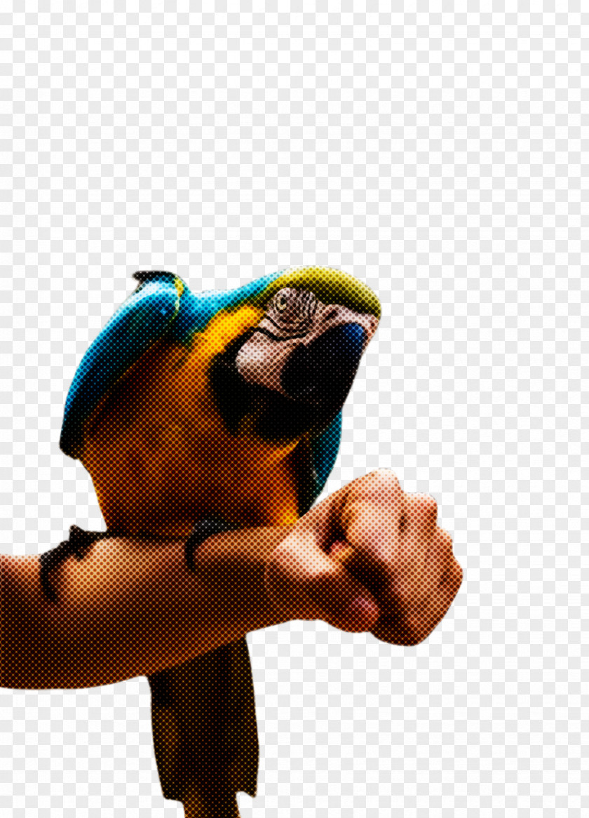 Bird Parrot Macaw PNG